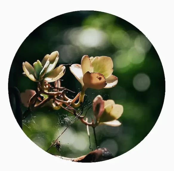 Mano verde — imagen 1