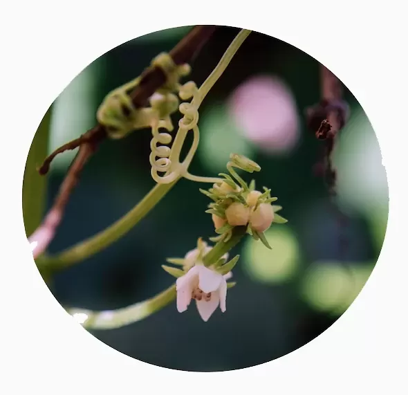 Mano verde — imagen 3