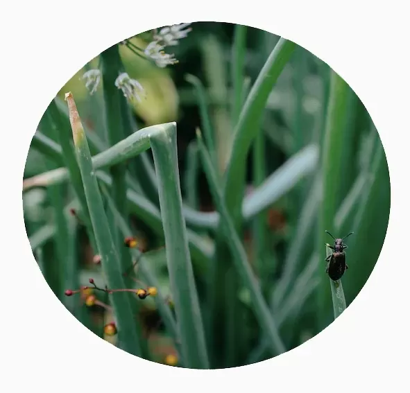 Mano verde — imagen 4