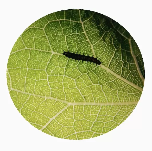 Mano verde — imagen 5