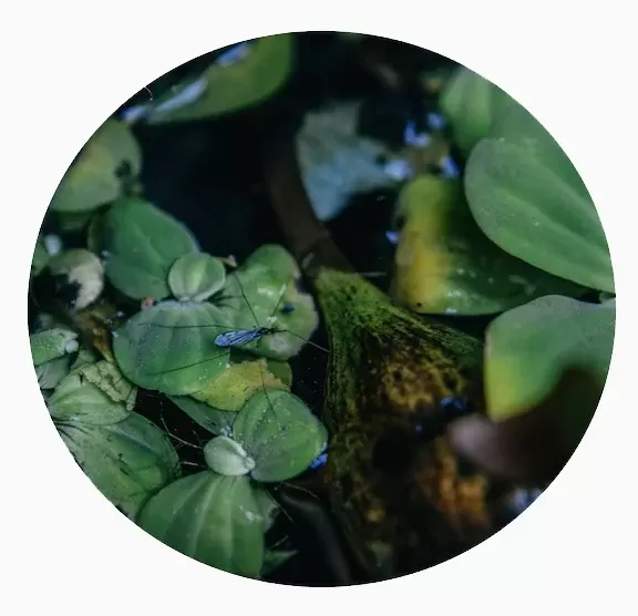 Mano verde — imagen 6