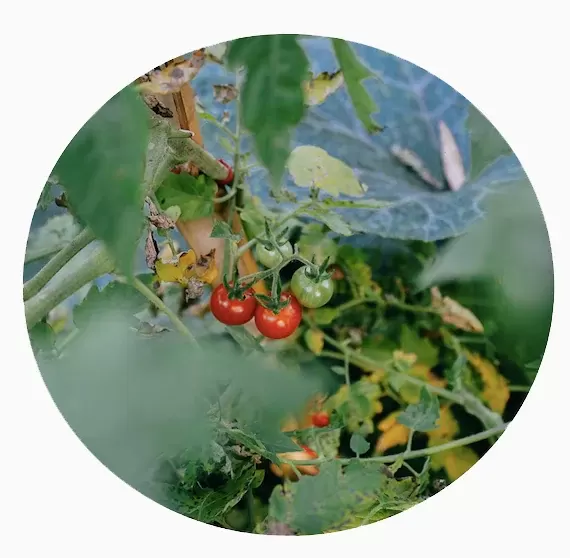 Mano verde — imagen 9