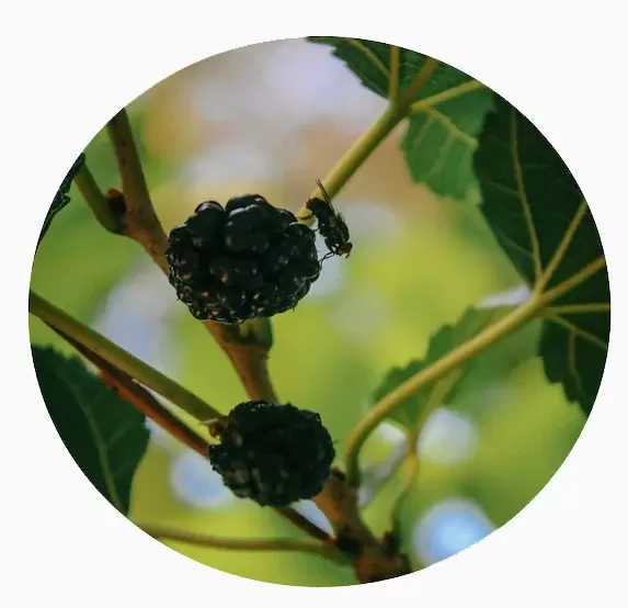 Mano verde — imagen 10