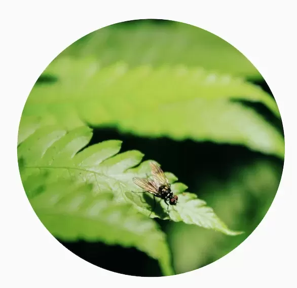 Mano verde — imagen 11