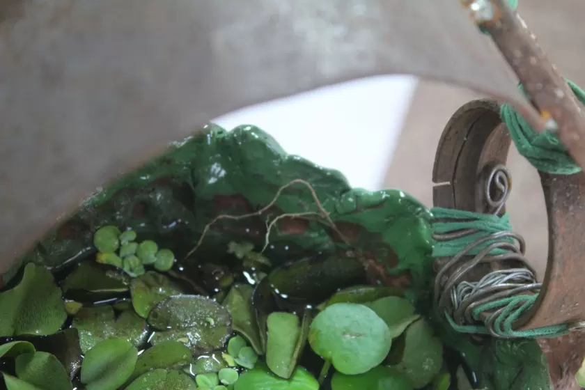 Mano verde — imagen 13